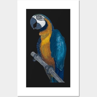 Blue + Yellow Macaw on a Twig Scientific Drawing Posters and Art
